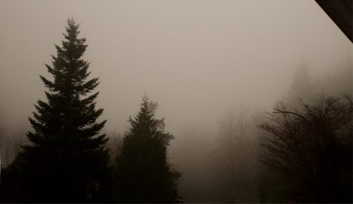 Misty Forest