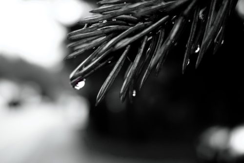 Raindrop Macro B&W
