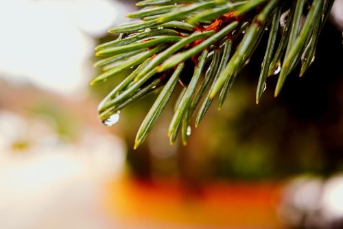 Raindrop Macro