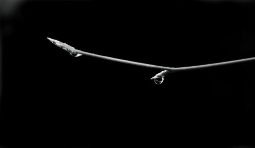 Raindrop Twig
