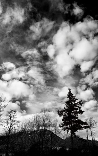 Cloudscape with Tree Silhouettes