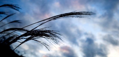 Grass silhouettes