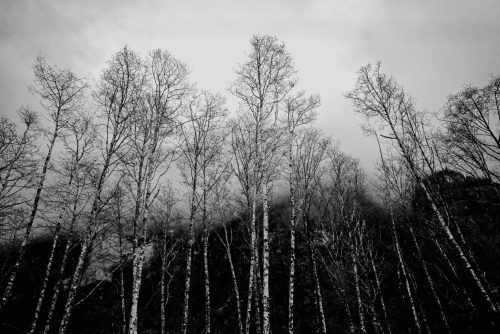 Forest & Clouds