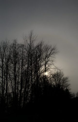 Winter Forest Sunset