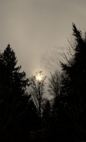 Sunset Tree