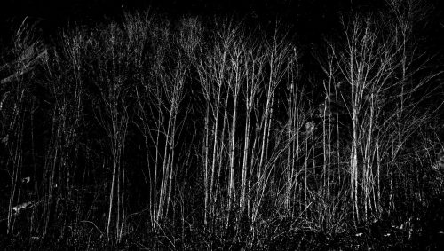 Winter Forest Negative