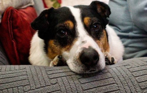 Yogi at Rest