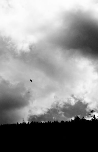 Cloudscape Birds