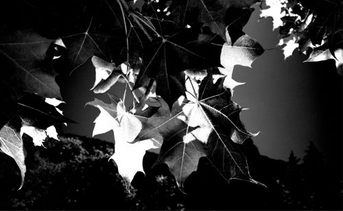 Backlit Leaves in B&W