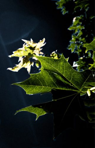 Backlit Leaves in Color