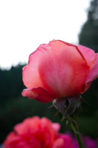 Evening Rose
