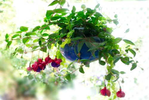 Fuschia Basket