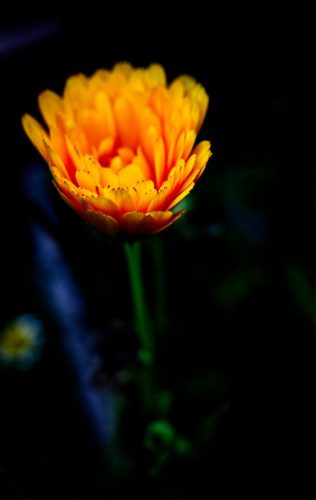 Flower Glow