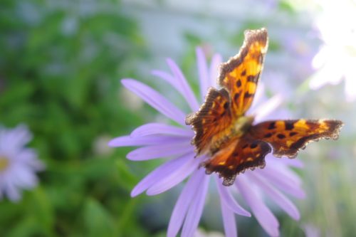 Butterfly on a Daisy