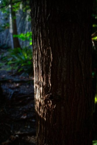 Evening Tree Trunk