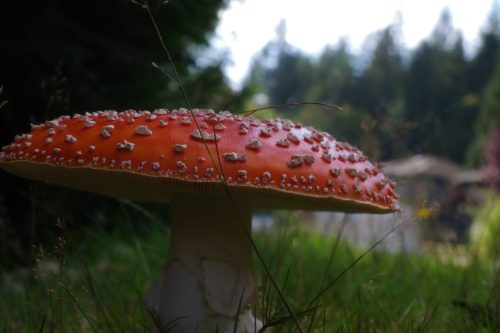 Mushroom With a View