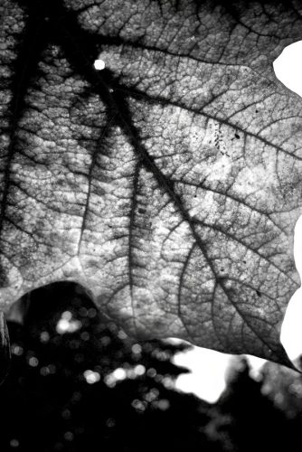Leaf Macro in B&W