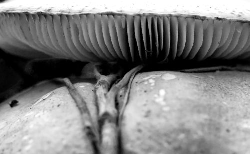 Mushroom Gills in B&W