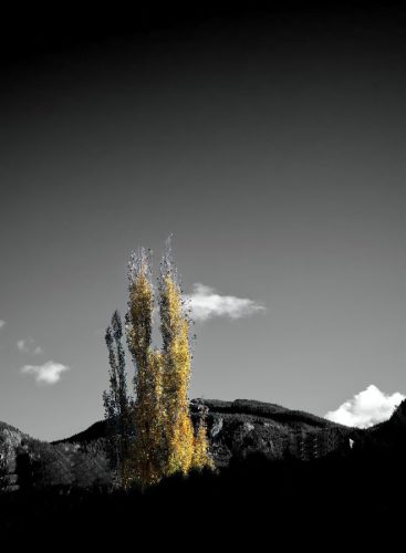 Autumn Tree 