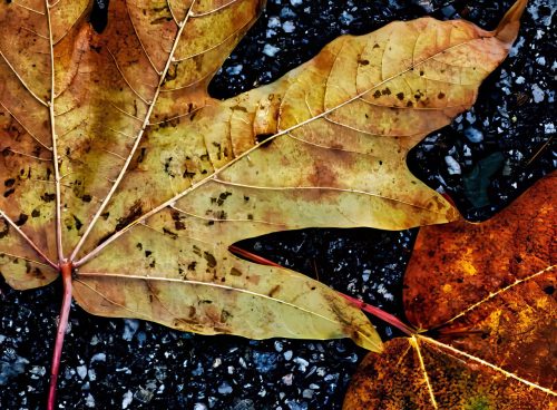 Dead Leaves in the Fall
