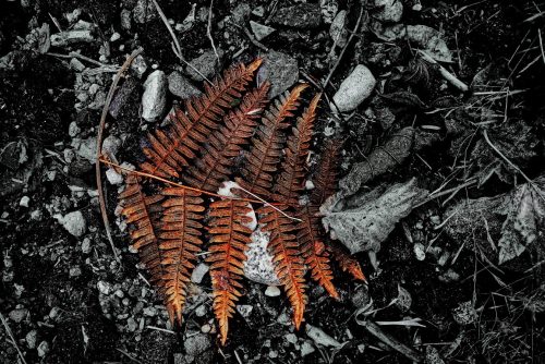Fern After