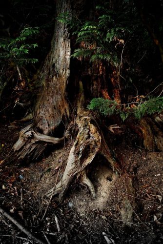 Roots