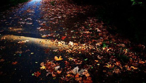 Sunlight Beam on the Path