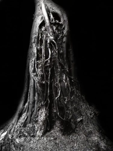 Tree Roots in B&W
