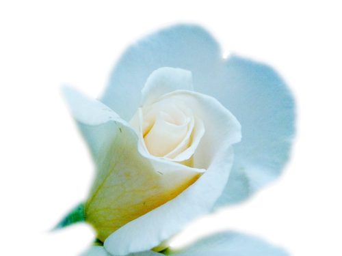 Delicate Rose