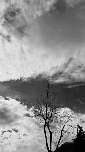 Sky Tree B&W
