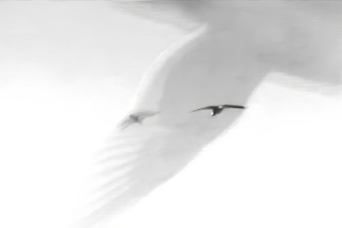 Seagulls composite in B&W