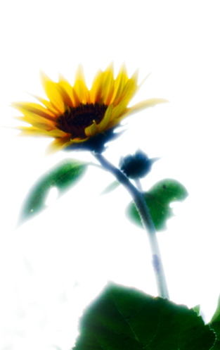 Sunflower Backlit