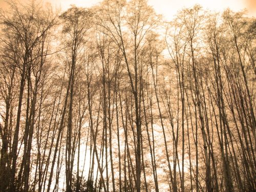 Autumn Forest Monochrome