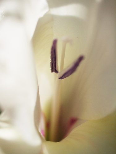 Flower Macro