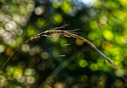 Grass & Bokeh Background