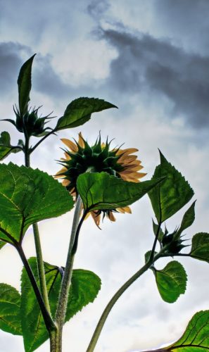 Sunflower in the Sky
