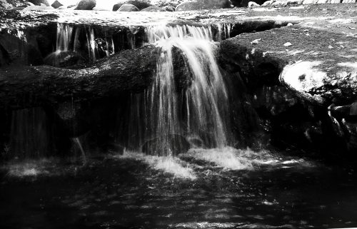 Forest Stream