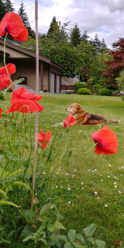 Poppies
