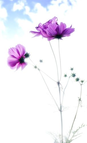Cosmos in the Sky