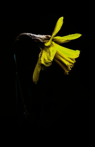 Daffodil