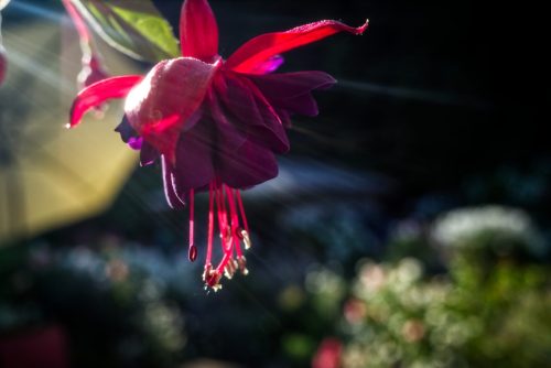 Fuschia closeup