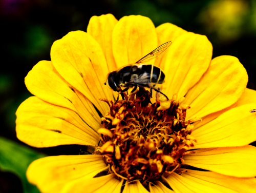 Honeybee at work 3