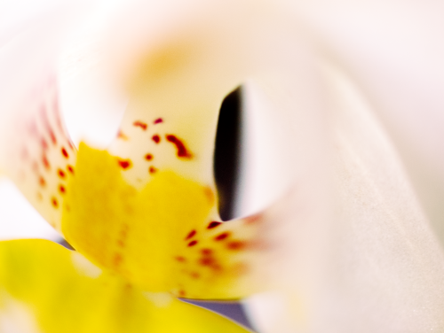 Orchid Stamens