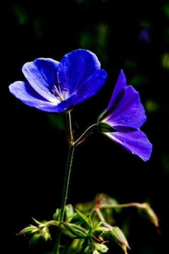 Wild Geraniums