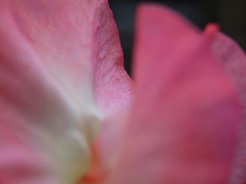 Sweetpea closeup