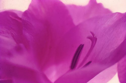 Gladiolus closeup