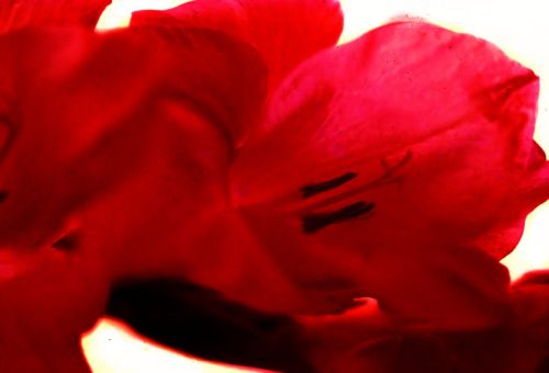Gladiolus closeup