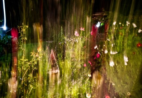 Night Garden Abstract