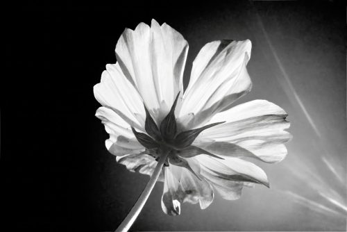 Cosmos in BW