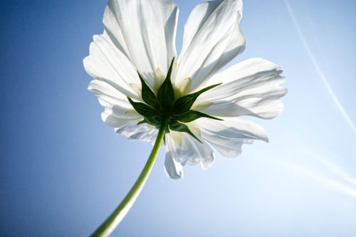 White Cosmos